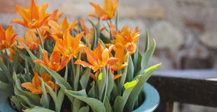 Des tulipes en pot