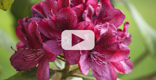 Azalées et rhododendrons
