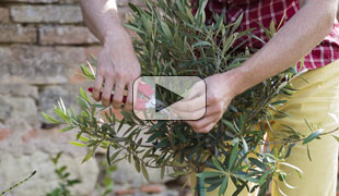 Récoltez des olives