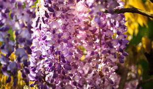 Une belle glycine ? Facile !