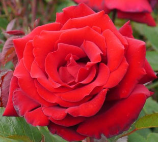 Rosal 'Ingrid Bergman'