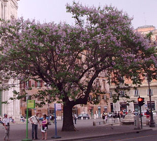 Princess tree