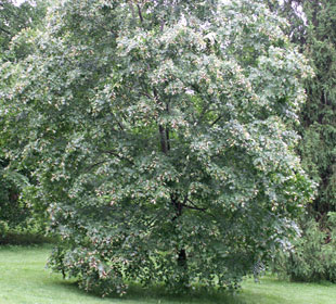 Mongolian Lime
