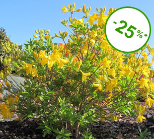 Azalea mollis 'Gold Topas'