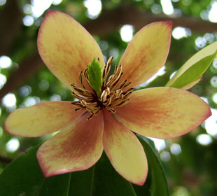 Banana shrub