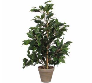 Ficus exotica