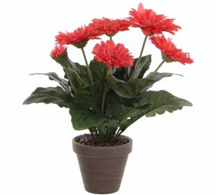 Gerbera Rosa