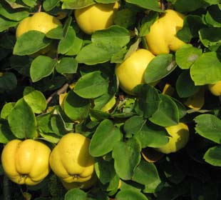 Membrillo 'Champion'