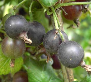 Groseta 'Josta'