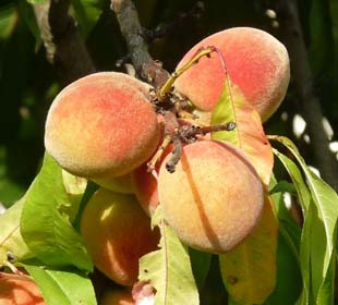 Pêcher de vigne