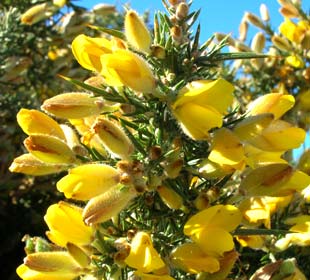 Common Gorse