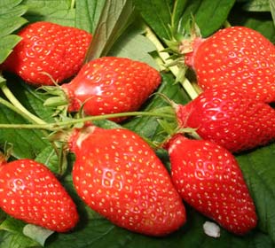 Strawberry plant 'Gariguette'