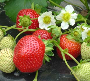 Strawberry plant 'Maestro'
