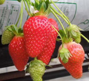 Strawberry plant 'Mariguette' cov MA 99