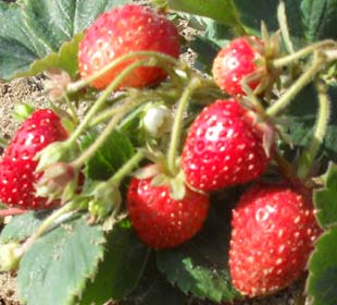 Strawberry plant 'Mount Everest'