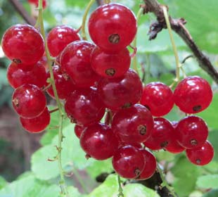 Red Currant