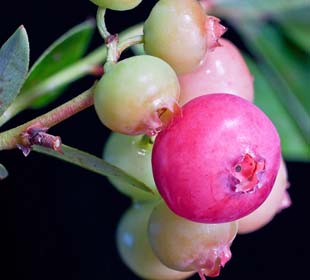 Pink Heathland Berry