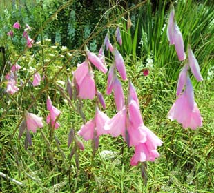Canne á pêche des anges