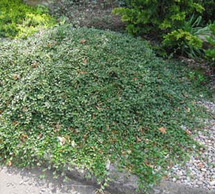 Cotoneaster dammeri