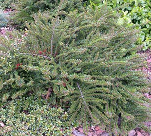Cotoneaster rampant