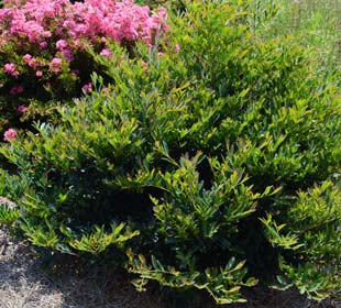 Distylium 'Blue Cascade'