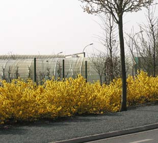Forsythia rampant 'Marée d'or'®