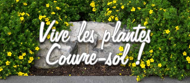 Vive les plantes couvre-sol !