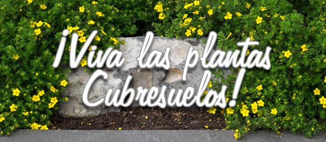 ¡Viva las plantas cubresuelos!