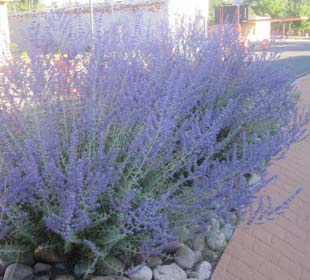 Perovskia 'Blue spire'