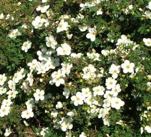 Potentille arbustive Blanche