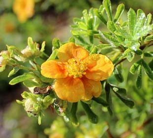 Potentille arbustive Orange