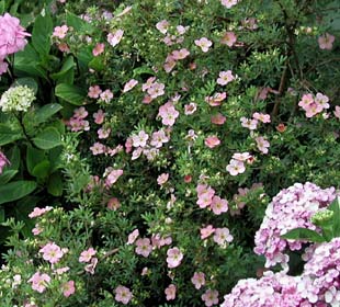 Potentille arbustive Rose