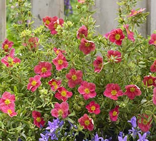 Potentille arbustive Rouge