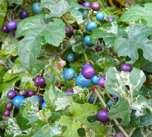 Vigne vierge á fruits bleus 'Elegans'