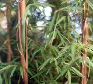 Bamboo Fargesia angustissima