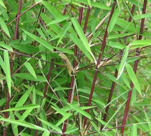 Bamboo Fargesia jiuzhaigou Genf Red