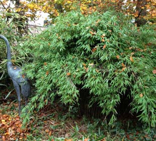 Bamboo Fargesia nitida 'Black Pearl'