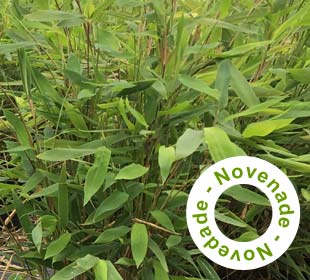 Bambu Fargesia nitida 'Gansu'