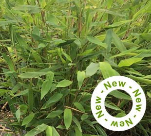 Bamboo Fargesia nitida 'Gansu'