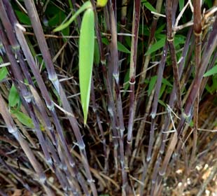 Bamboo Fargesia nitida 'Volcano'