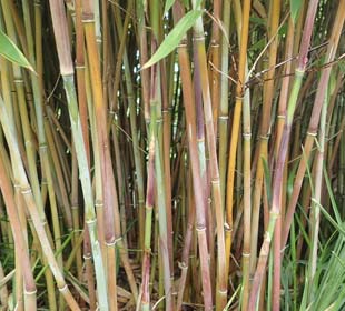 Bamboo Fargesia nitida 'Winter Joy'