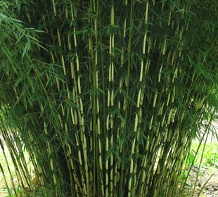 Bamboo Fargesia robusta Campbell