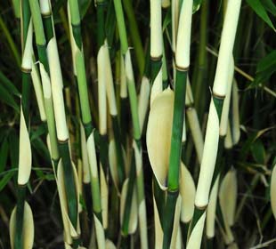 Bamboo Fargesia robusta Pingwu