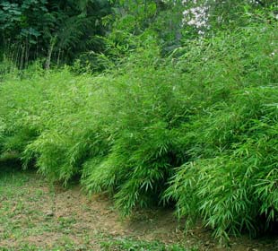 Bamboo Fargesia rufa