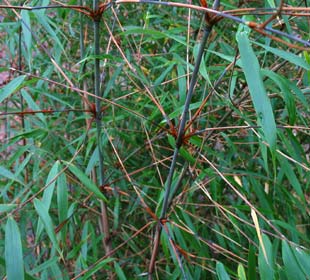 Bamboo Fargesia scabrida 'Asian Wonder'