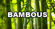 Bambous