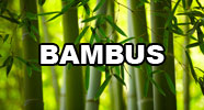 Bambus