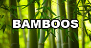 Bamboos