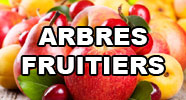 Arbres Fruitiers
