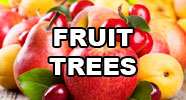  Fruit Trees